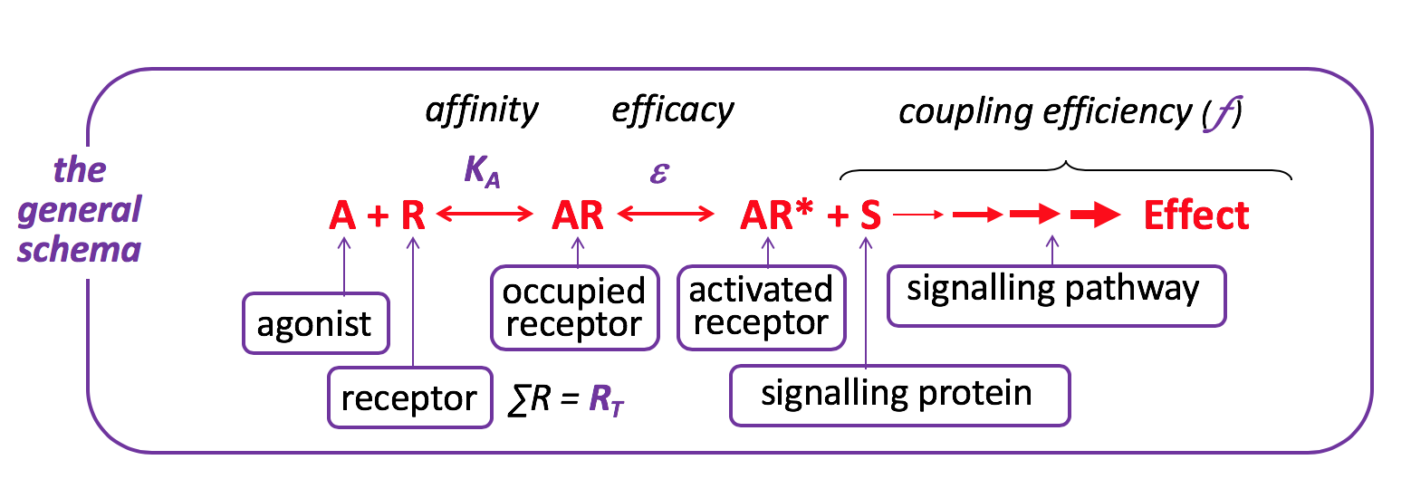 Agonist Chart